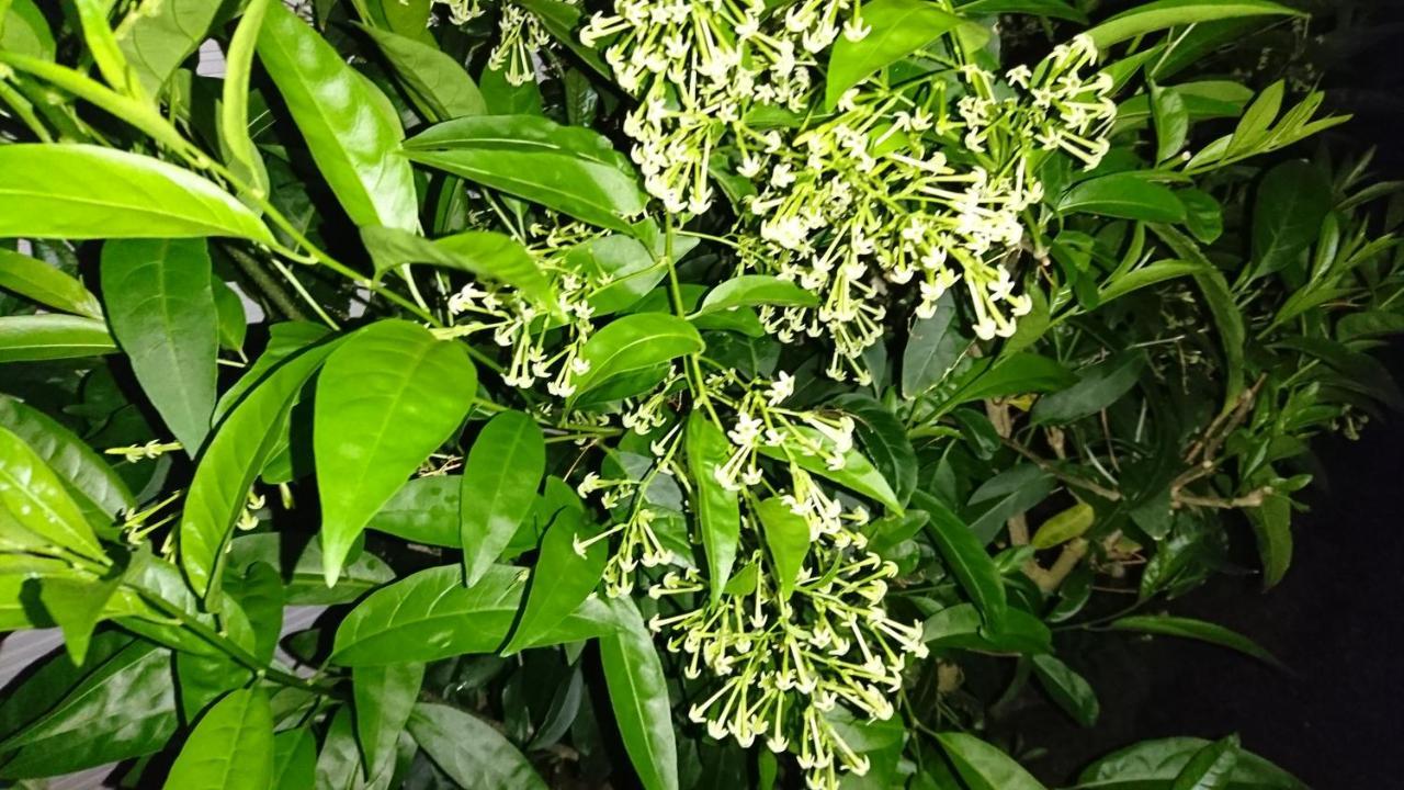 Sokodo-So Hachijo Ngoại thất bức ảnh