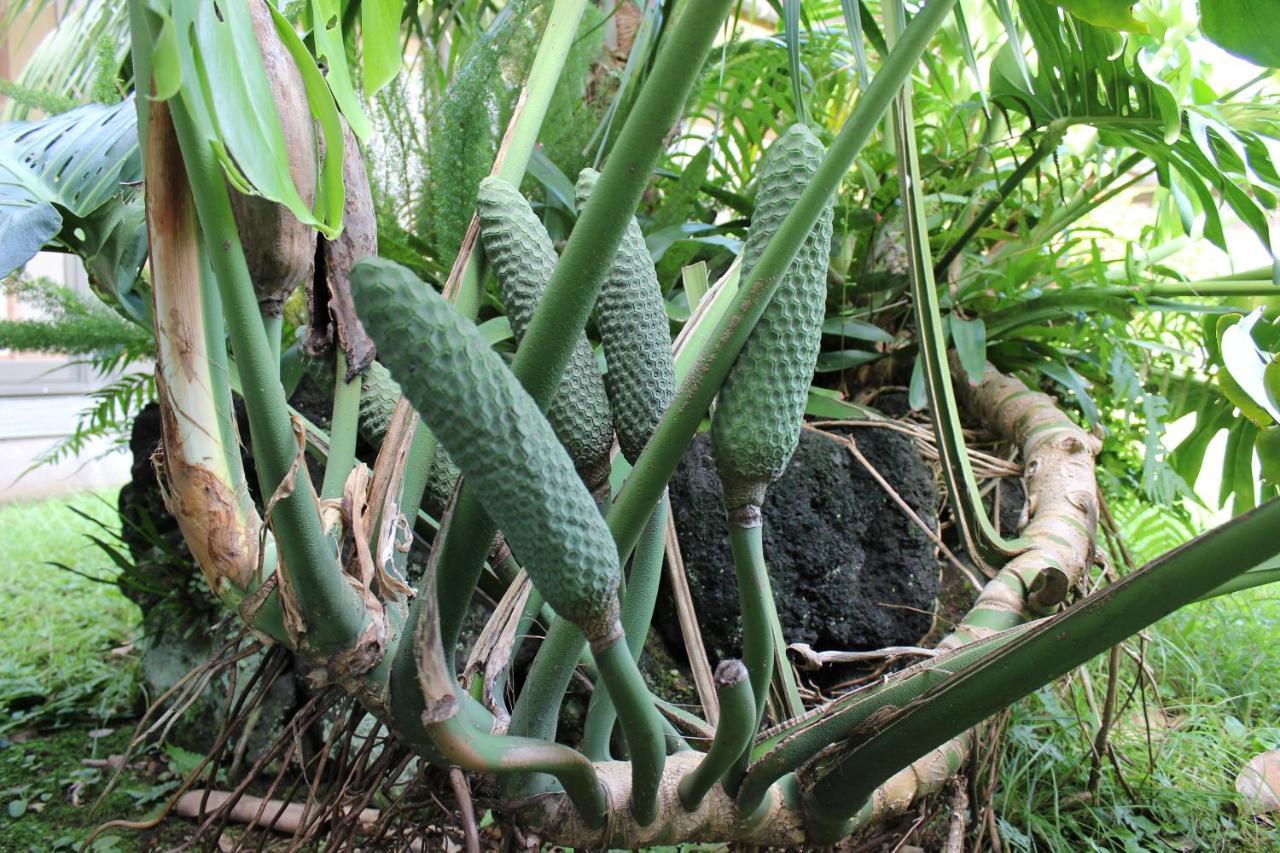 Sokodo-So Hachijo Ngoại thất bức ảnh